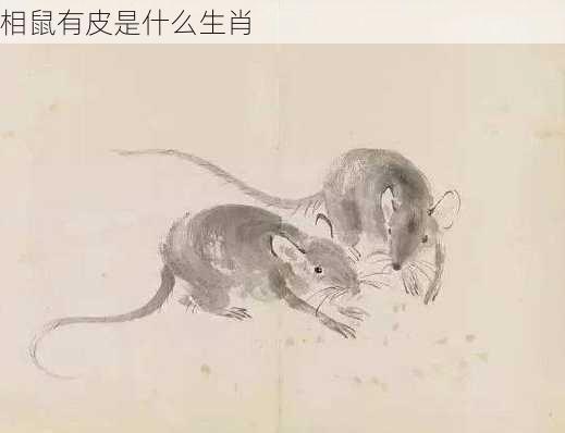 相鼠有皮是什么生肖