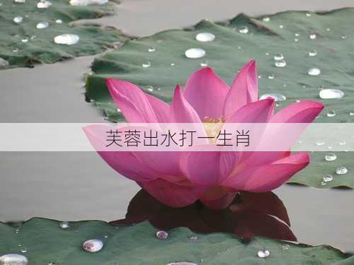 芙蓉出水打一生肖