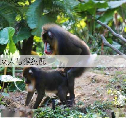 女人与猴狡配