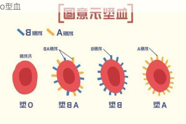o型血