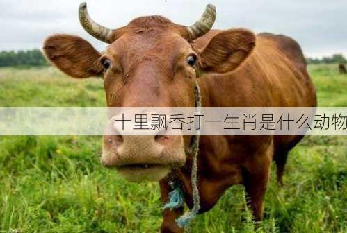 十里飘香打一生肖是什么动物