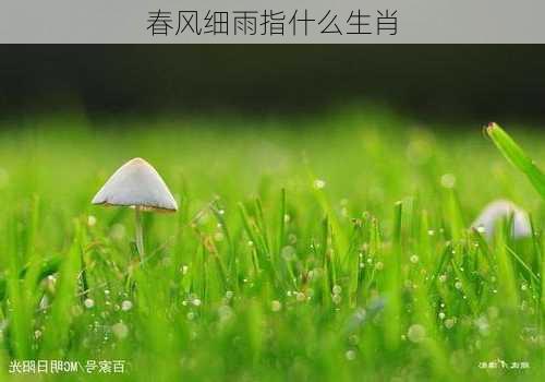 春风细雨指什么生肖