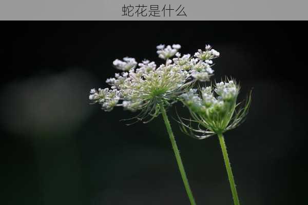 蛇花是什么