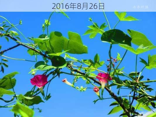 2016年8月26日