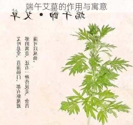 端午艾草的作用与寓意