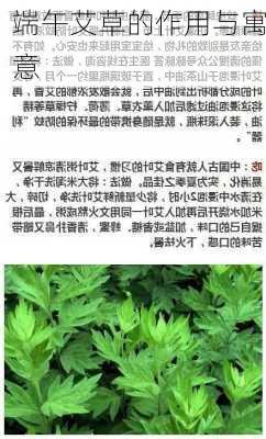 端午艾草的作用与寓意