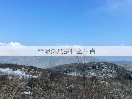 雪泥鸿爪是什么生肖