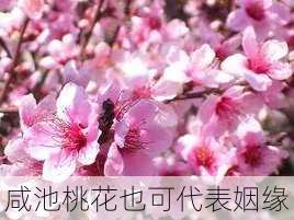 咸池桃花也可代表姻缘