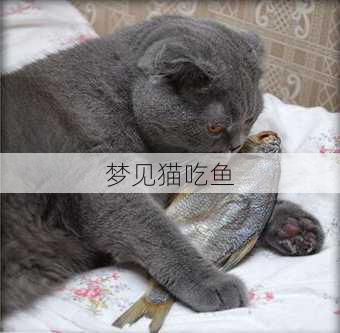 梦见猫吃鱼