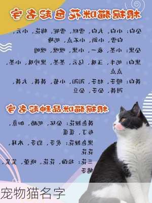 宠物猫名字