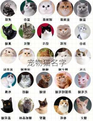 宠物猫名字