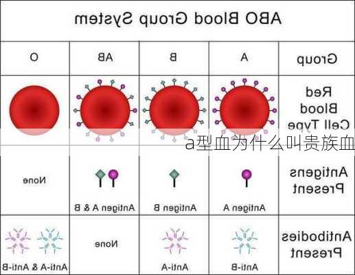 a型血为什么叫贵族血