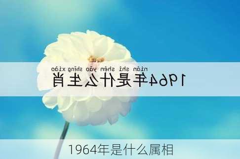 1964年是什么属相