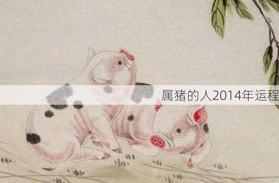 属猪的人2014年运程