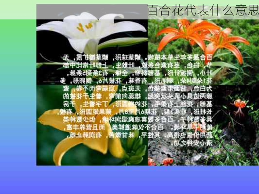 百合花代表什么意思