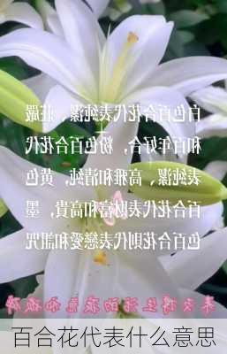 百合花代表什么意思