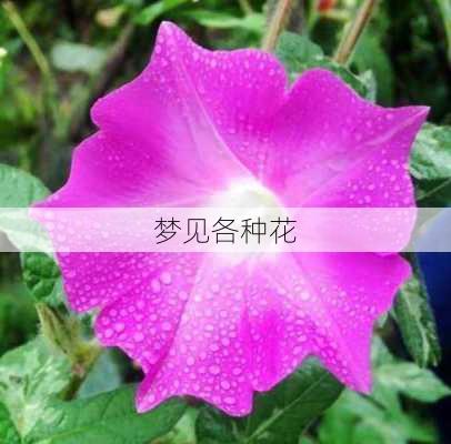 梦见各种花