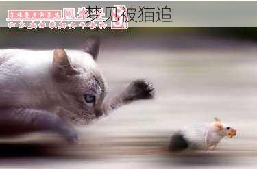 梦见被猫追