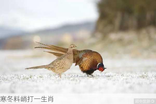 寒冬料峭打一生肖