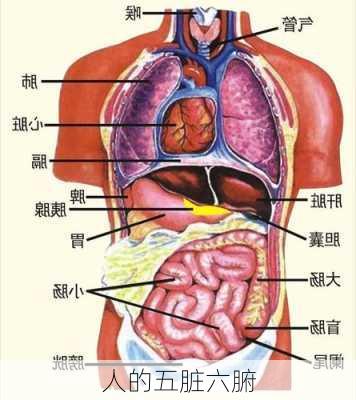 人的五脏六腑