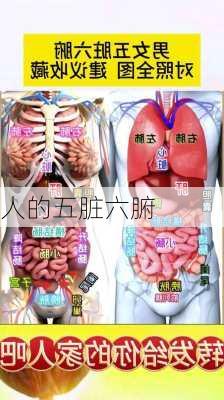 人的五脏六腑