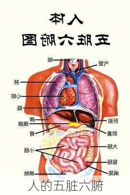 人的五脏六腑